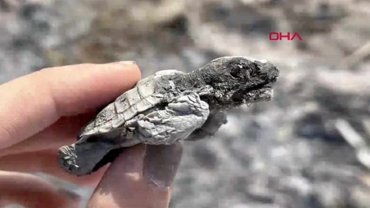 Boğazkent’te Yavru Caretta Yanarak Öldü
