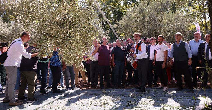 Bursa’nın zeytin mirası Gemlik ve Orhangazi’de yaşatılıyor